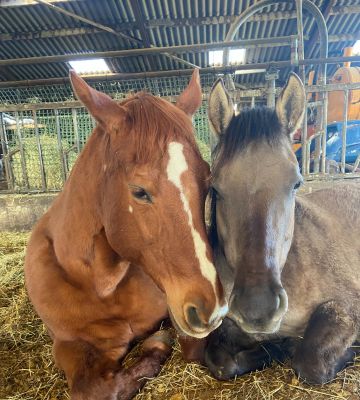 welkomzijn contact-1